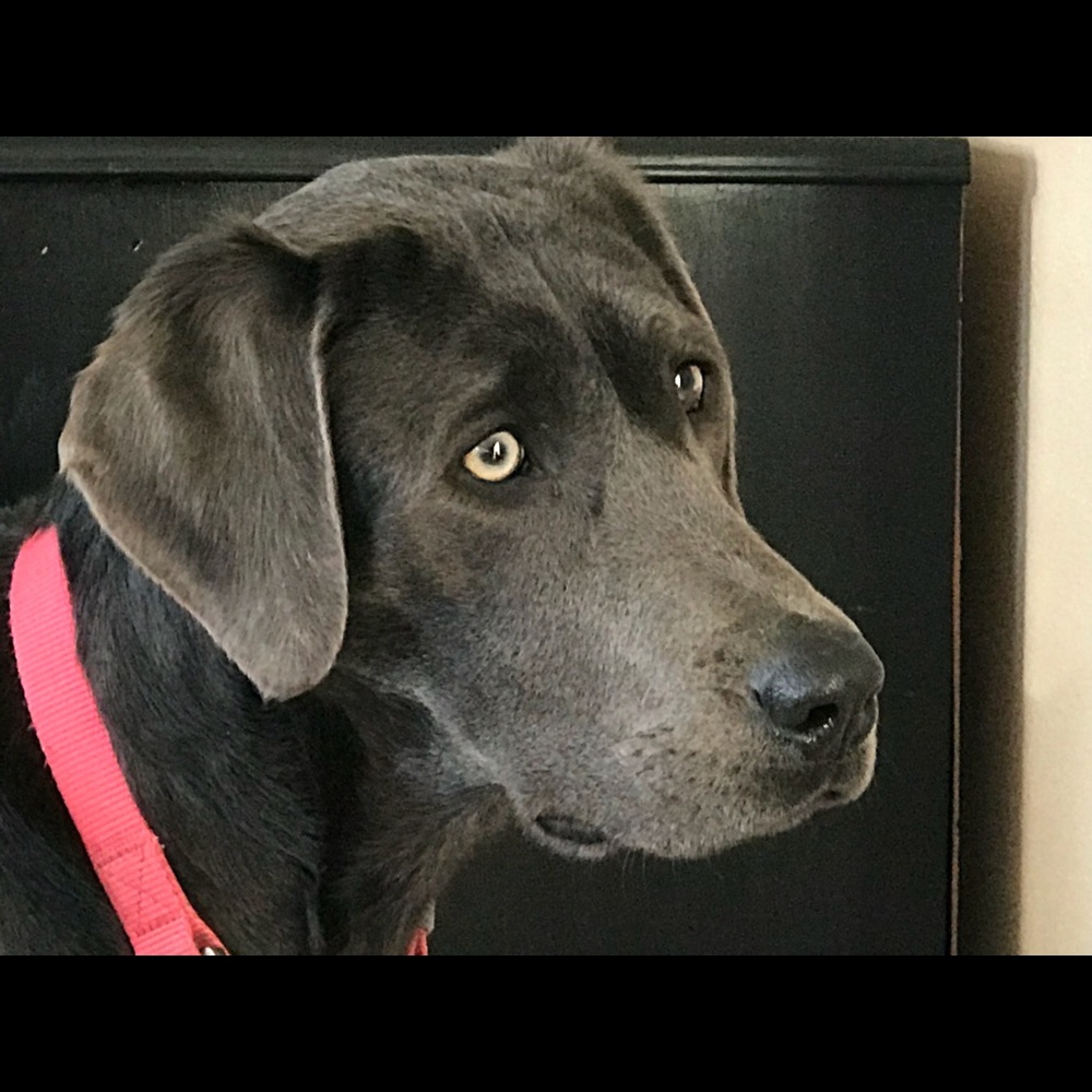 Meet your Posher, Chantelle